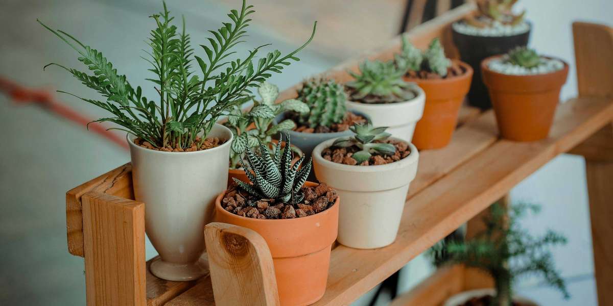 Ideal Advice: Growing Plants in Pots to the Soil