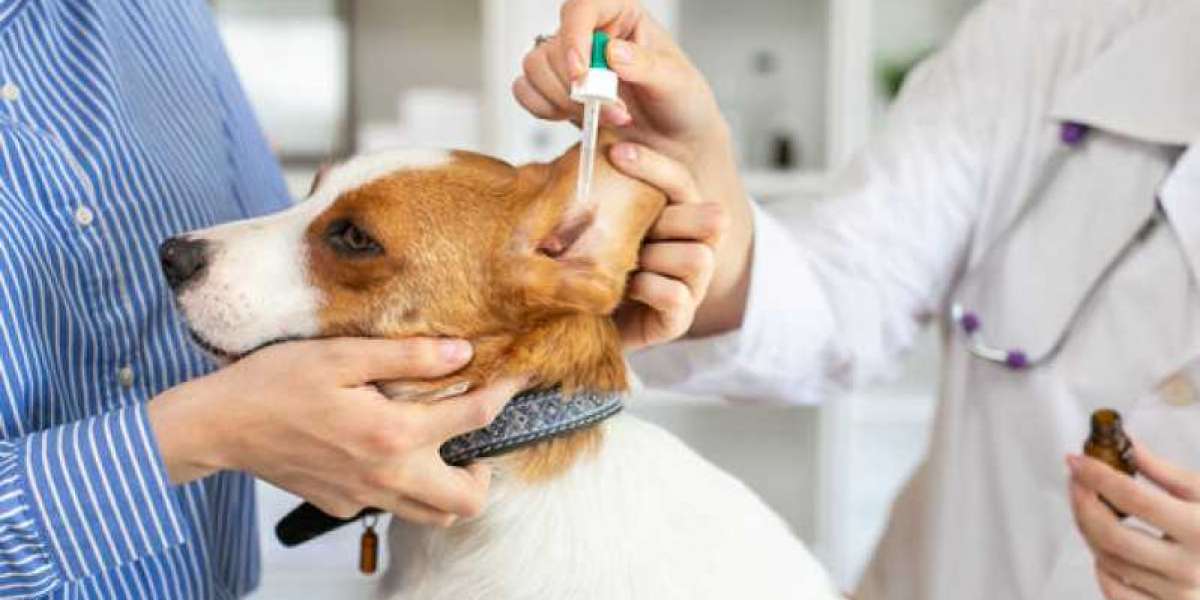 A Vet's Guide to Pet Wellness and Diagnostic Tests