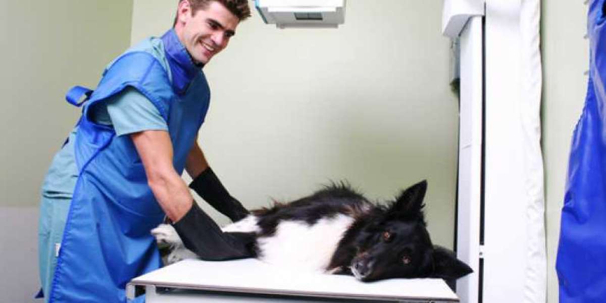 Monitoring a Diabetic Pet at Home + do human glucometers work in dogs and cats?