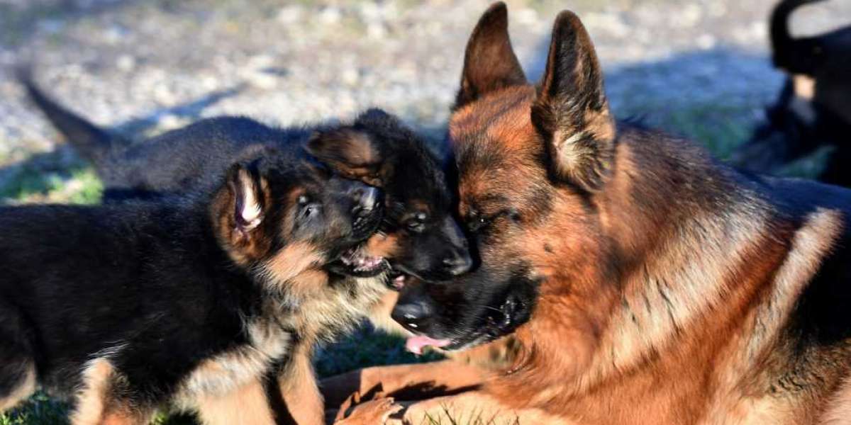 10 Untrue Answers To Common German Shepherd Dog Care Questions Do You Know The Right Answers?