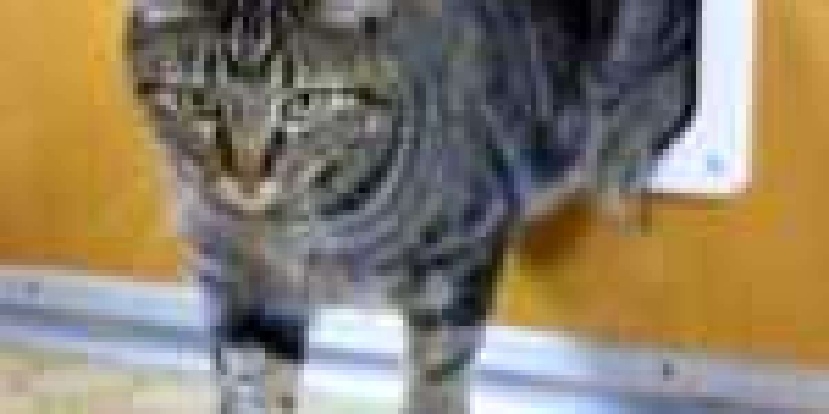 The 9 Things Your Parents Taught You About Quick Cat Flap Installation