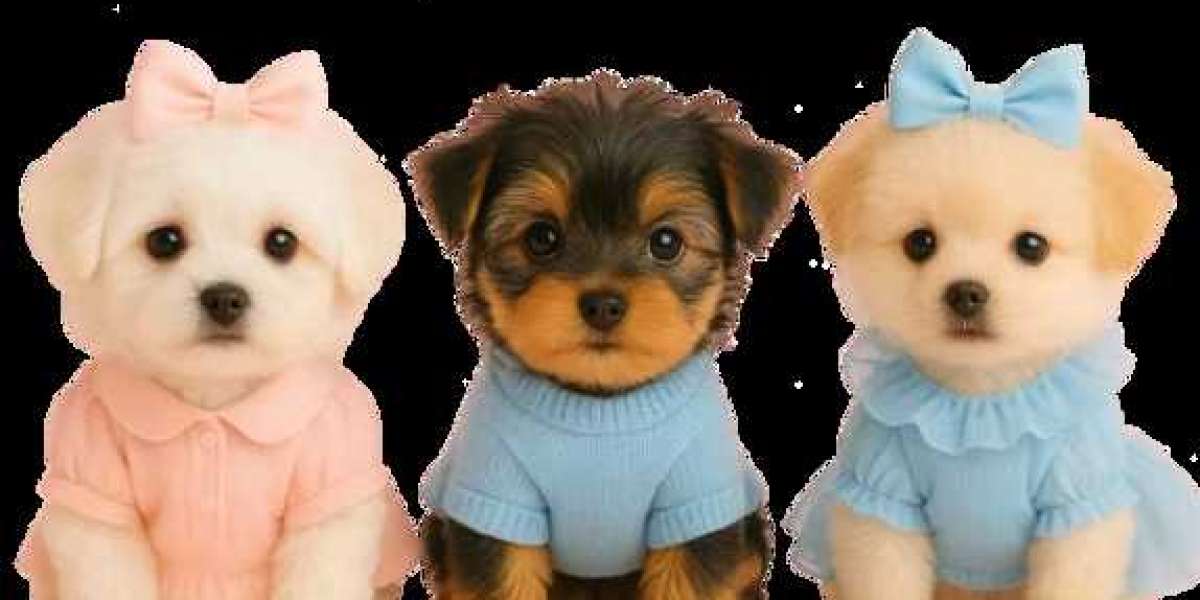 Mini Goldendoodle Puppies Near Me in CA – The Perfect Family Pet