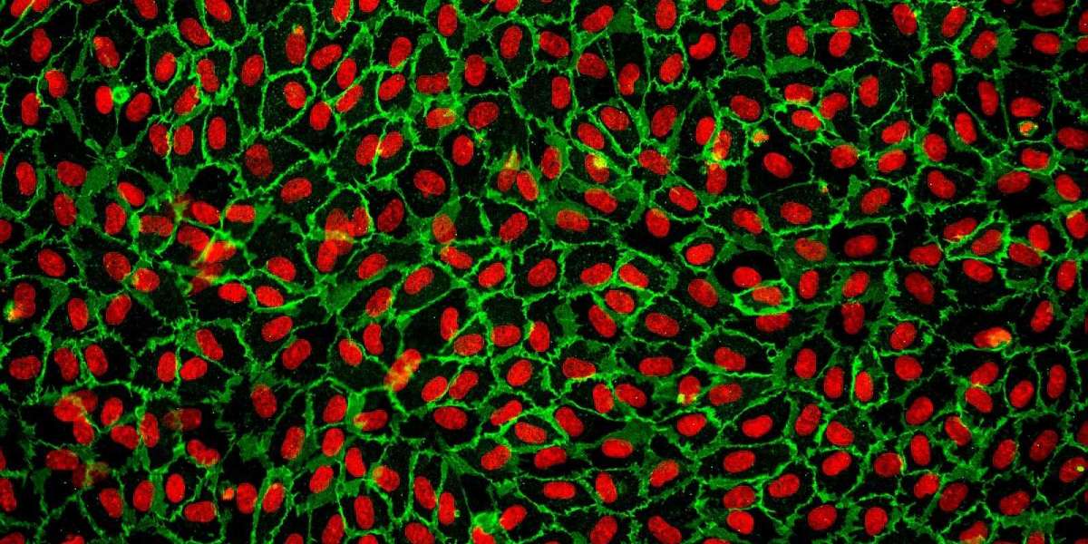 Primary Cells Market 2031: Outlook, Growth Factors, and Analysis
